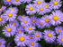 Aster flowering seeds